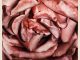 Rosebush Pruning 2026 movie poster